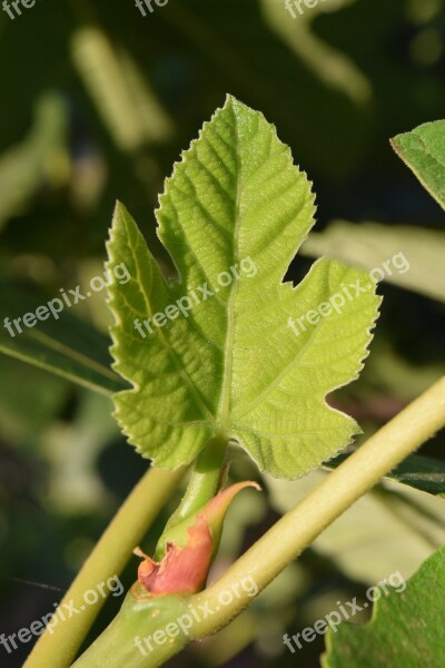 Fig Leaf Young Leaf Green Engine