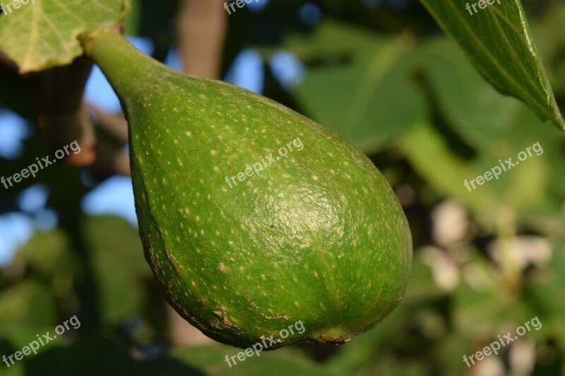 Fig Immature Green Fig Tree Fruits