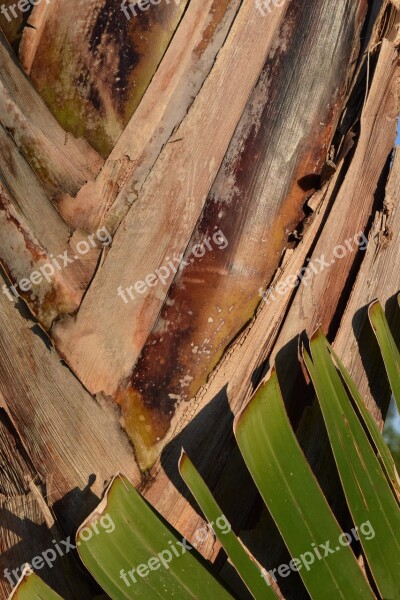 Background Banana Shrub Close Up Green Pattern