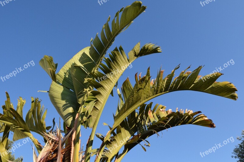 Banana Shrub Ornamental Banana Ornamental Shrub Summer Mediterranean