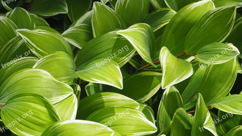 Foliage Bush Green Nature Bushes