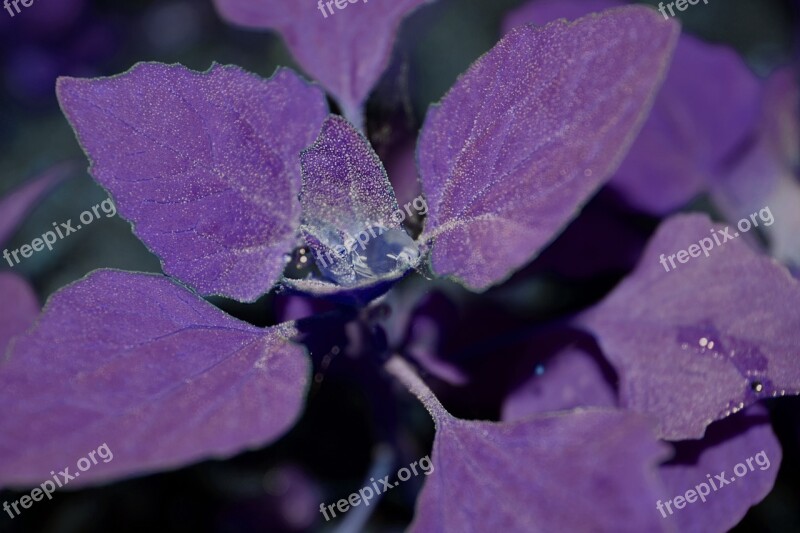 Purple Water Droplets Plant Beautiful Free Photos