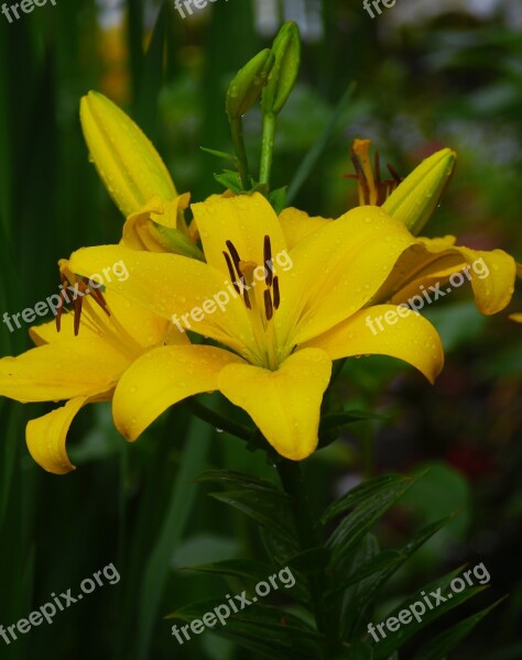 Yuri Lily Yellow Rain Flowers