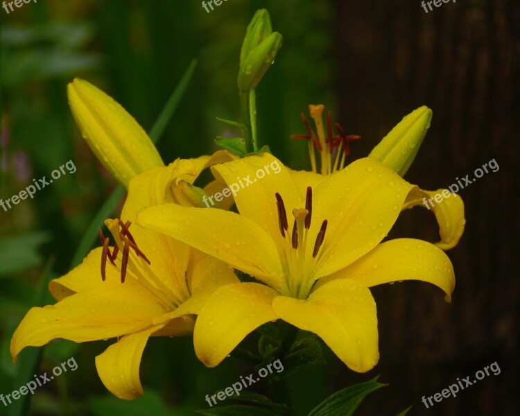 Yuri Lily Yellow Rain Flowers