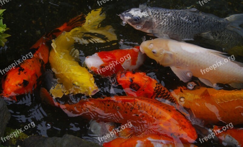 Aquarium Fish Colored Carp Koi Fish Breeding