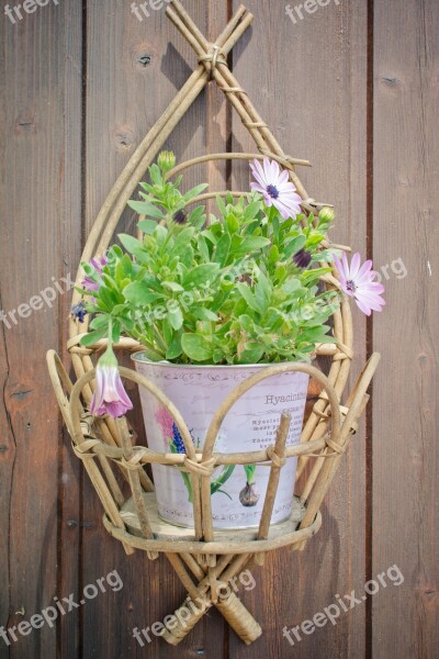 Flowerpot Purple Daisies Decoration Wall Decoration Reed Körbchen