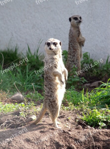 Meerkat Animal Look Out Free Photos