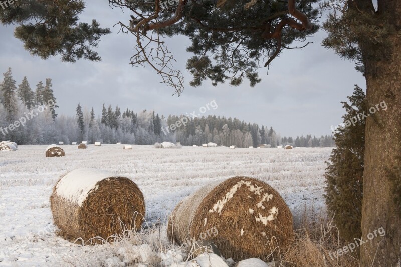 Bale Bales Pyöröpaali Pyöröpaalit Field