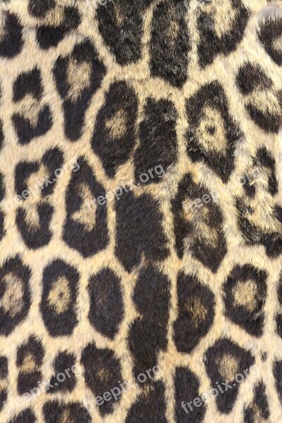 Leopard Print Leopard Skin Bold Wildlife Zoo