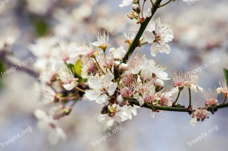 Cherry Tree Blossom Bloom Bloom