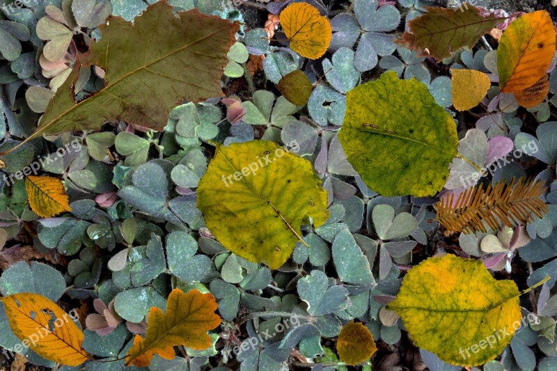 Klee Shamrocks Tree Leaves Colorful Fern