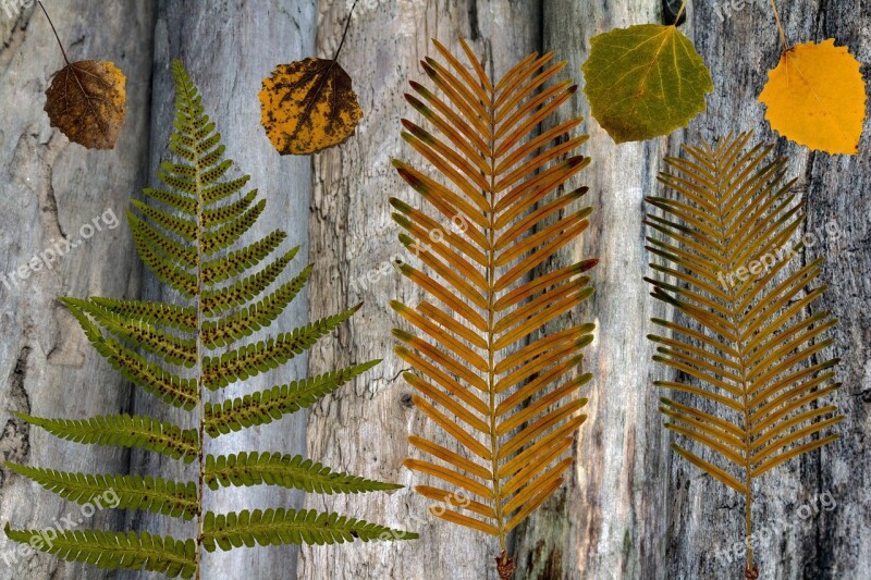 Dry Leaves Wood Background Composition Arrangement Foliage