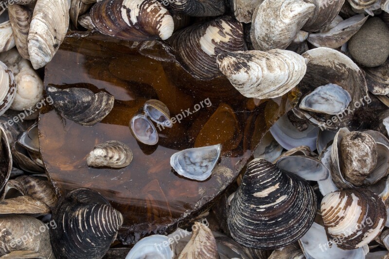 Mussels Bank Rhine River Background Free Photos