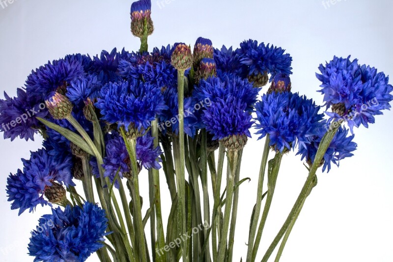 Cornflower Flower Wild Flower Free Photos