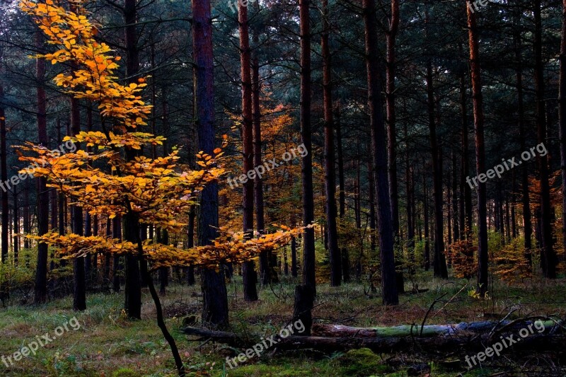 Autumn Color Colorful Leaves Autumn Forest Fall Color