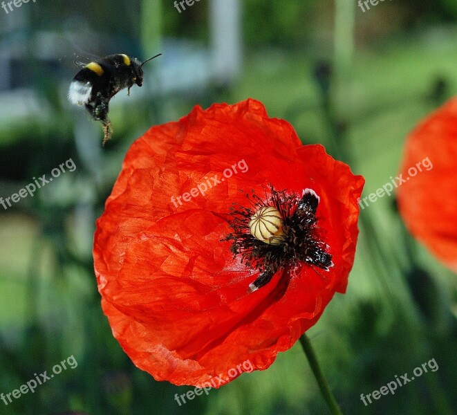 Bumblebee Poppies Flight Pollen The Collection Of