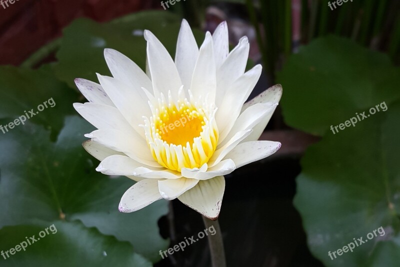 White Lotus White Water Lily Lotus Flower Lily Lotus