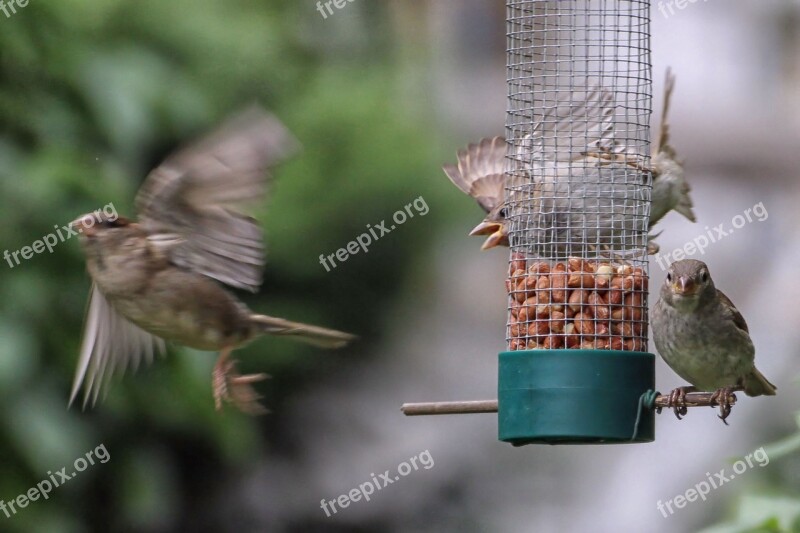 Sparrows Treat Dispenser Flying Out Of Focus Motion Blur