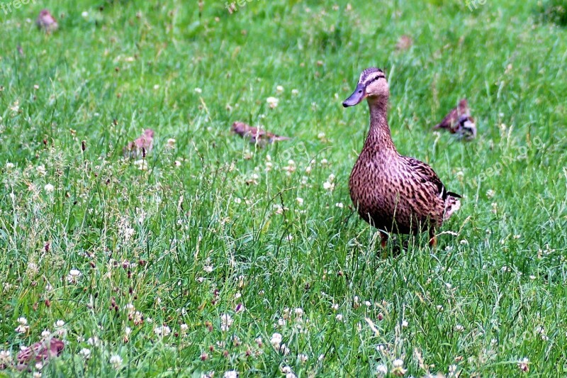 Duck Mallard Meadow Sparrows Water Bird