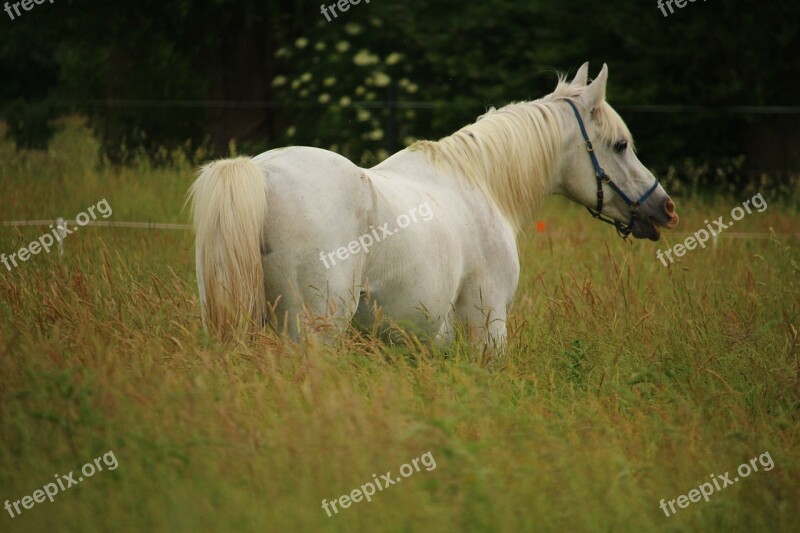 Horse Stallion Mold Thoroughbred Arabian White Horse