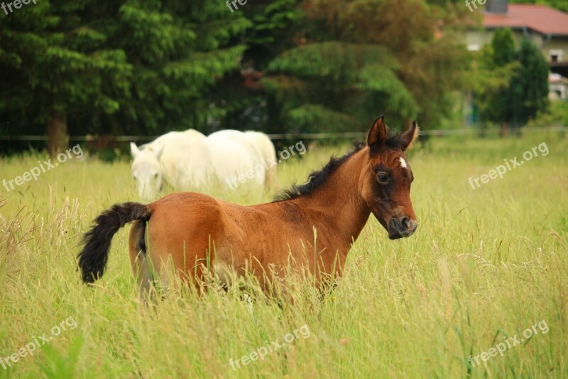 Horse Foal Suckling Brown Mold Thoroughbred Arabian