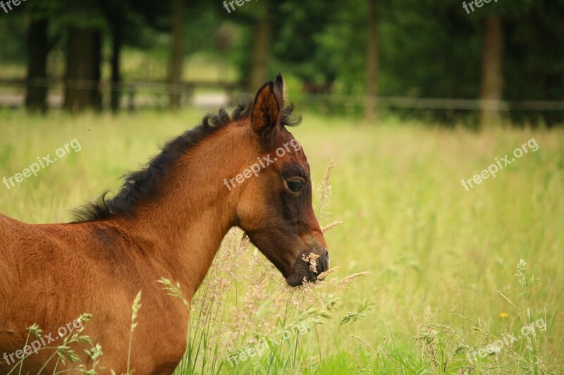 Horse Foal Suckling Brown Mold Thoroughbred Arabian