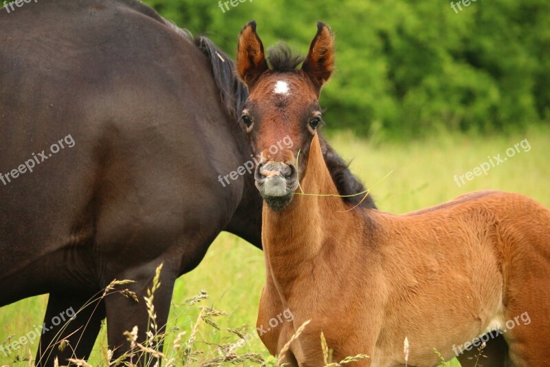 Horse Foal Suckling Brown Mold Thoroughbred Arabian