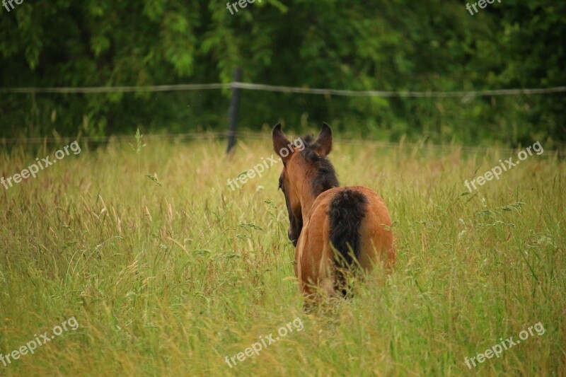 Horse Foal Suckling Brown Mold Thoroughbred Arabian