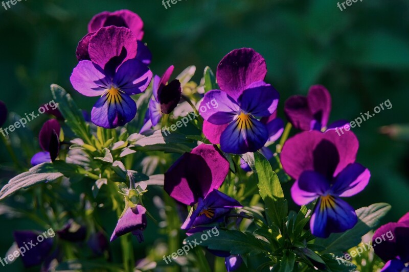 Violets Garden Flowers Violet Pansies Garden