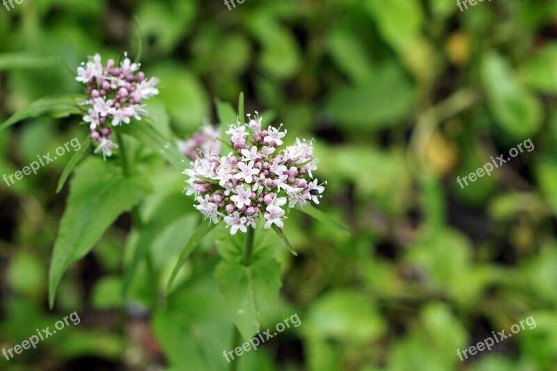 Cicuta Maculata Flower Plant Nature Spring