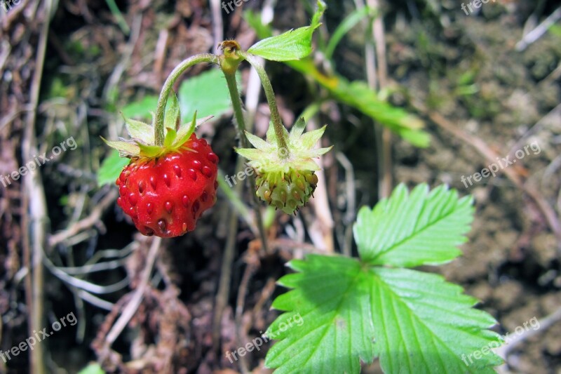 Wild Strawberries Strawberries Mountains Alpine Frühlingsanfang