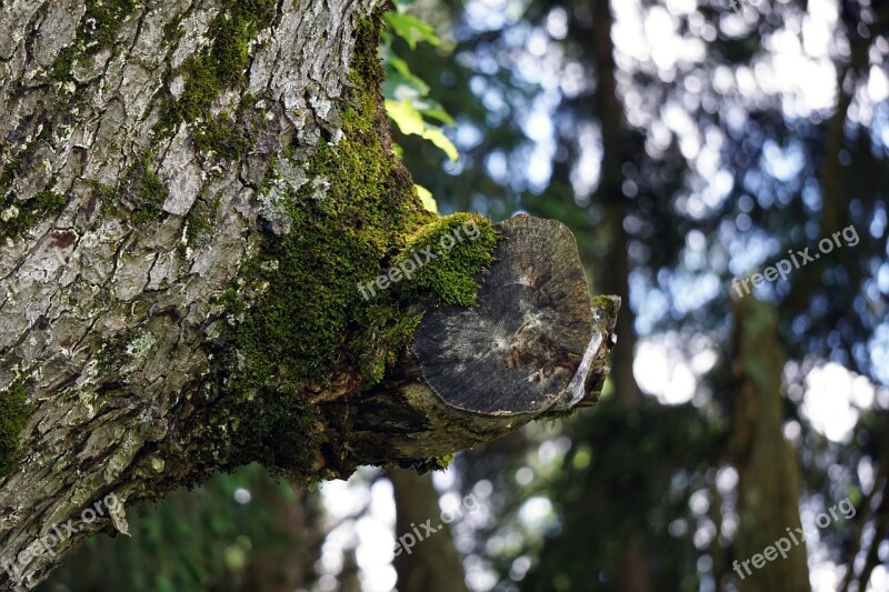 Forest Illusion Tree Moss Wood