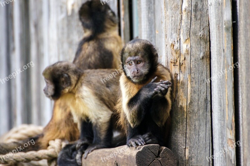 Monkey Zoo Sad Animal Animal World