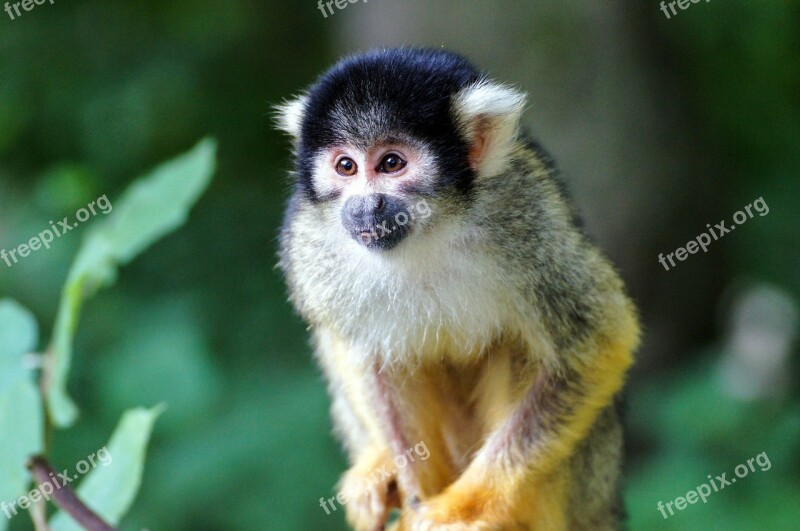 Squirrel Monkey Monkey äffchen Zoo Climb