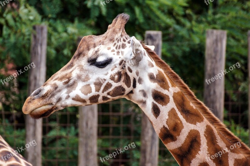 Giraffe Zoo Mammal Head Animal