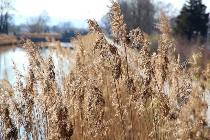 Reed Water Bank Nature Grass