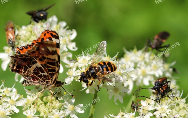 Wasp House Feldwespe Polistes Dominulus Butterfly European Map