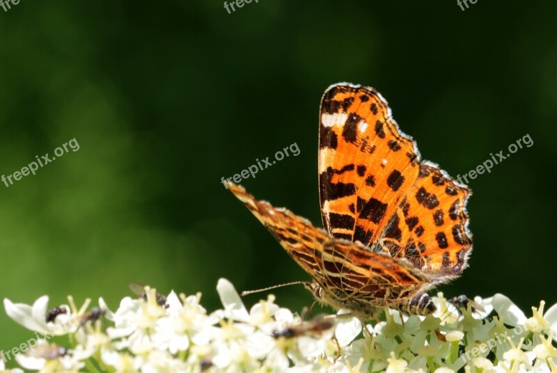 European Map Araschnia Levana European Map Butterfly Butterfly Butterflies