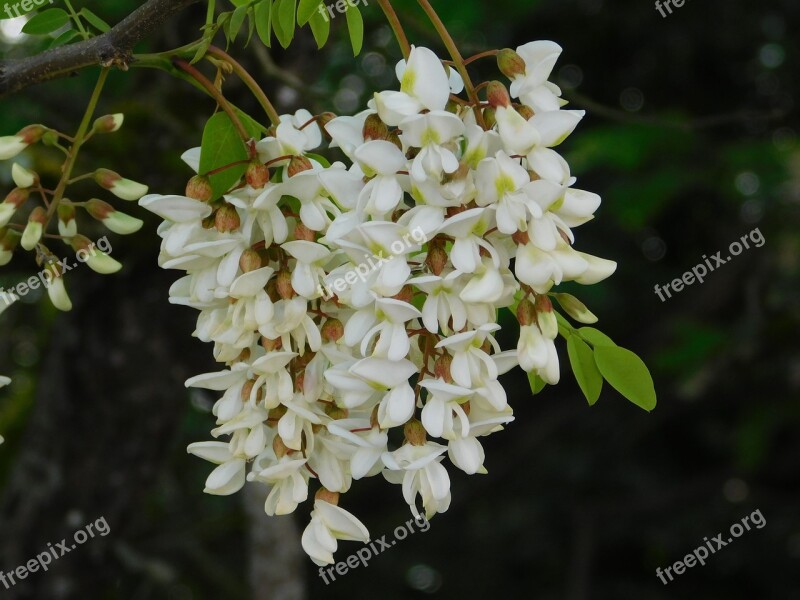 Flower White Tree Nature White Flowers