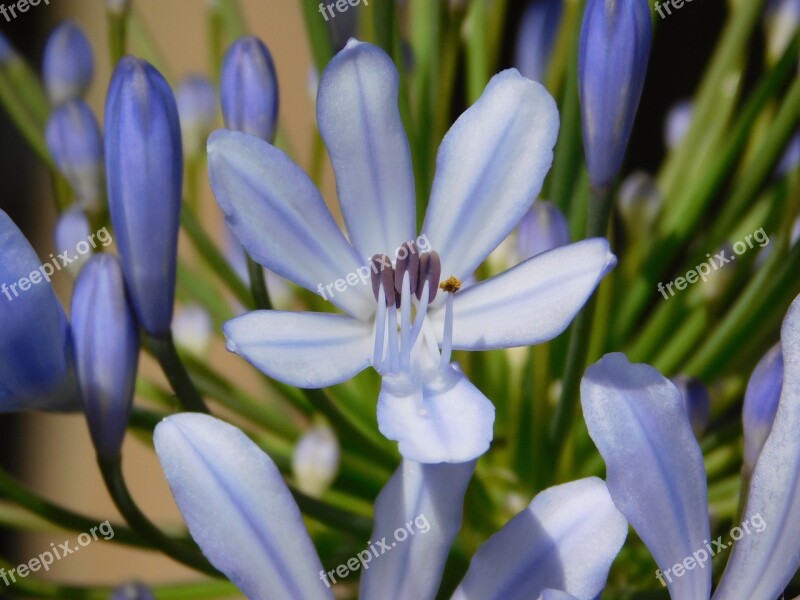 Indigo Flower Blue Garden Nature