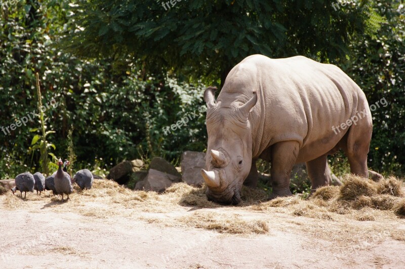 Rhino Zoo Animals Summer Animal World