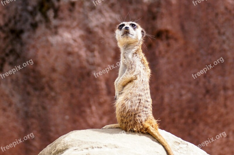 Meerkat Animal Nature Zoo Tiergarten