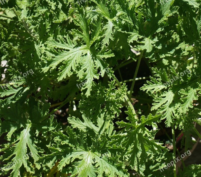 Citronella Leaves Citronella Leaves Pot Plant Plant