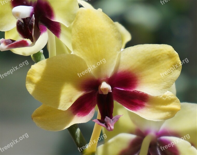 Hybrid Phalaenopsis Close-up Phalaenopsis Orchid Yellow Red