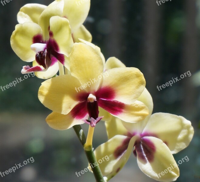 Hybrid Phalaenopsis Phalaenopsis Orchid Yellow Red