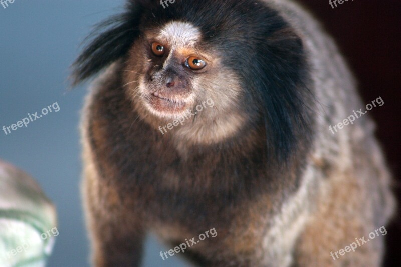 Mico Marmoset Monkey Look Free Photos