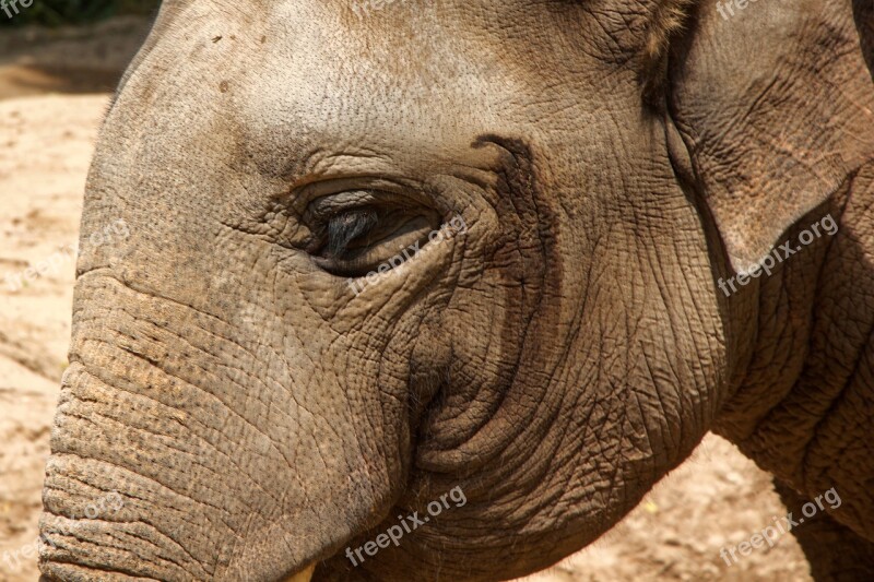 Elephant Zoo Eye Pachyderm Animals