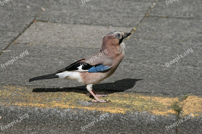 Jay Bird Pavement Corvidae Ground