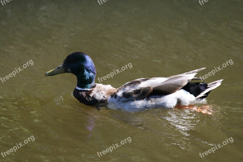 Duck Male Ditch Free Photos