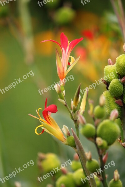 Flower Canna Indica Canna Lilly Indian Shot Flower Bloom